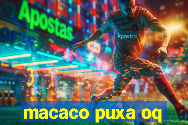 macaco puxa oq